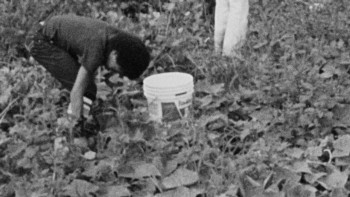Sacred Soil: The Piney Woods School Story (2024) download